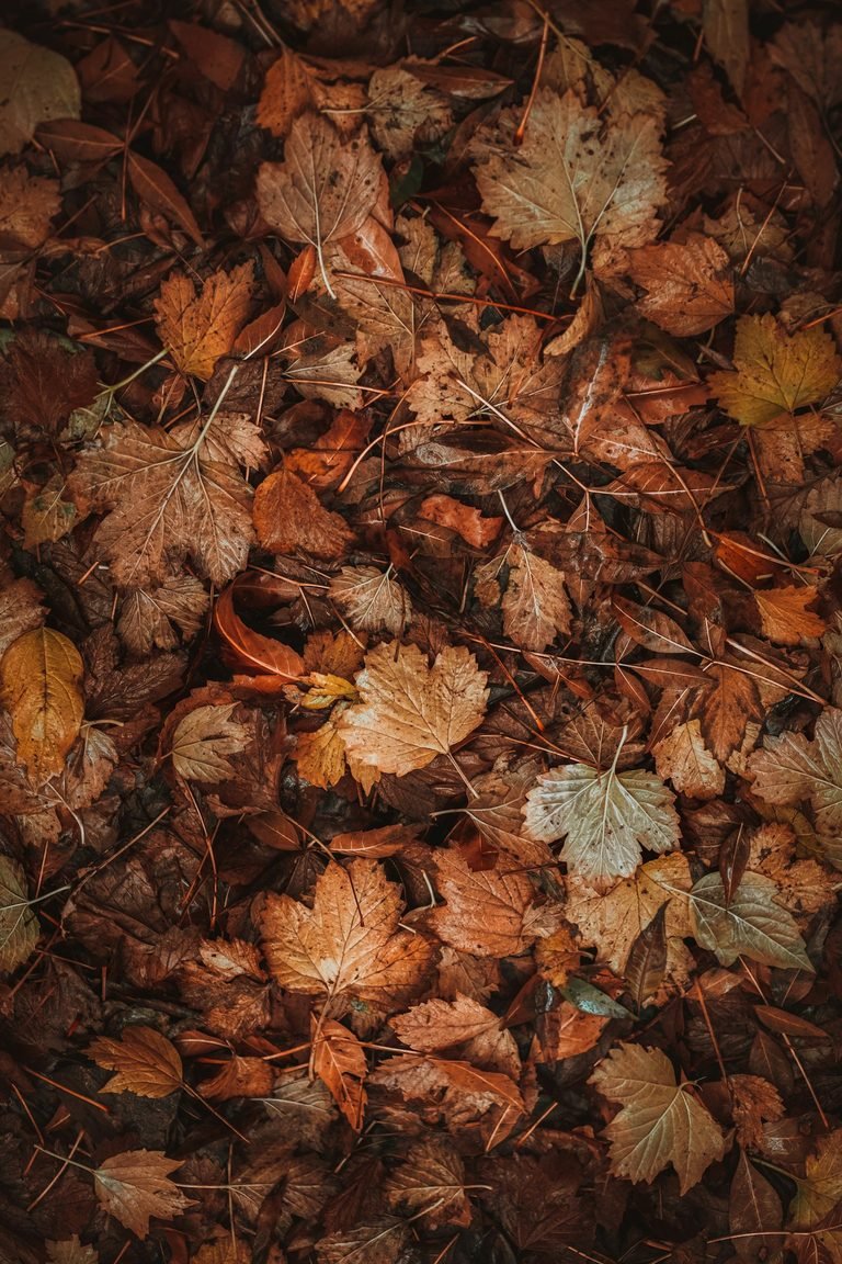 Почистване на листа в София